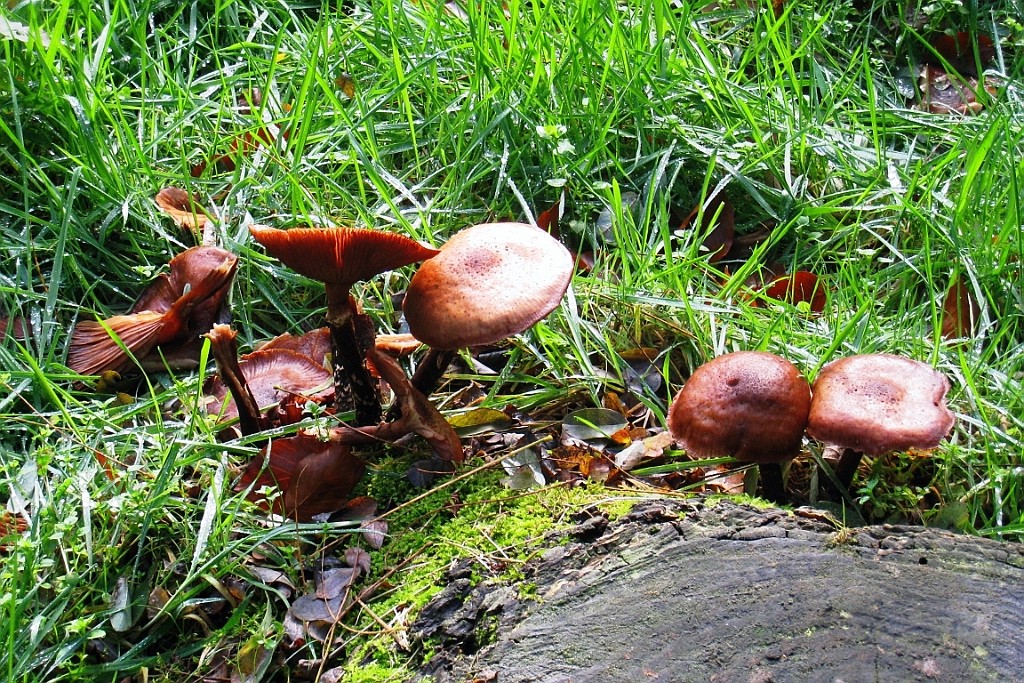 Vennenbos (16).jpg